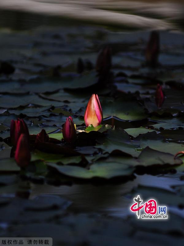 Water lilies in the botanical garden of Beijing, made their grand debut in the garden’s waterscape zone this month. 