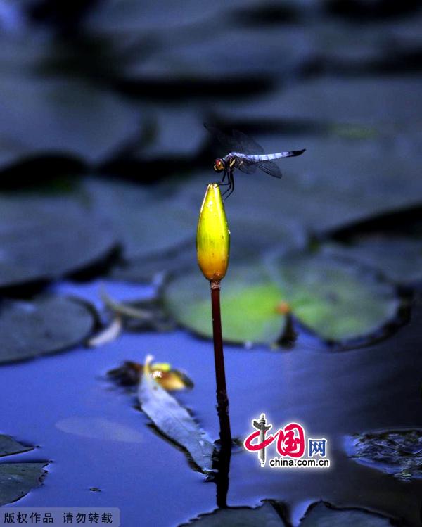 Water lilies in the botanical garden of Beijing, made their grand debut in the garden’s waterscape zone this month. 