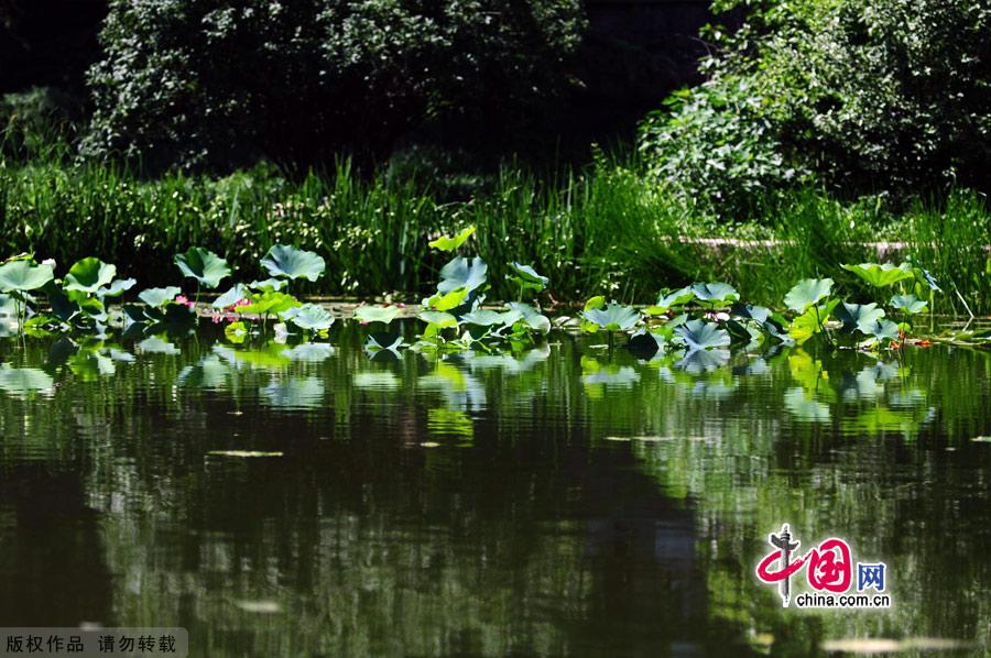 Water lilies in the botanical garden of Beijing, made their grand debut in the garden’s waterscape zone this month. 