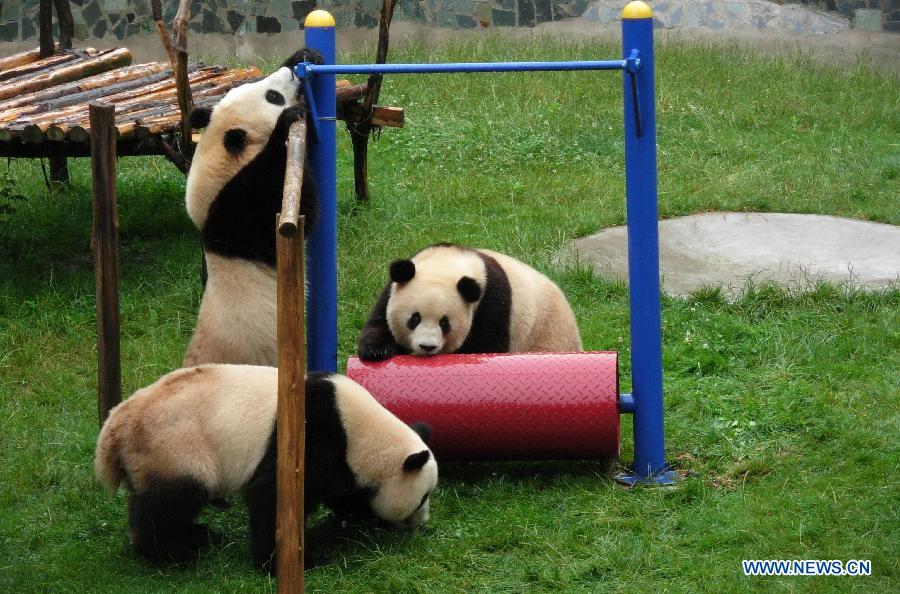Photo taken on July 2010 shows the giant panda 'Meiqian' playing in Yunnan Safari Park in Kunming, capital of southwest China's Yunnan Province