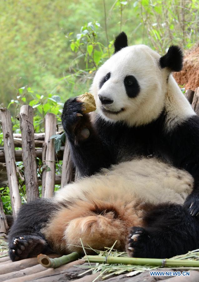 Photo taken on July 2010 shows the giant panda 'Meiqian' playing in Yunnan Safari Park in Kunming, capital of southwest China's Yunnan Province