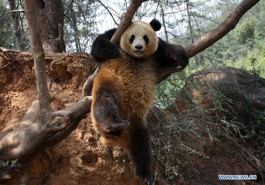 Photo taken on July 2010 shows the giant panda 'Meiqian' playing in Yunnan Safari Park in Kunming, capital of southwest China's Yunnan Province