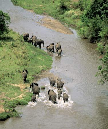 The number of elephants is decimated by poachers in DR Congo. [File photo]