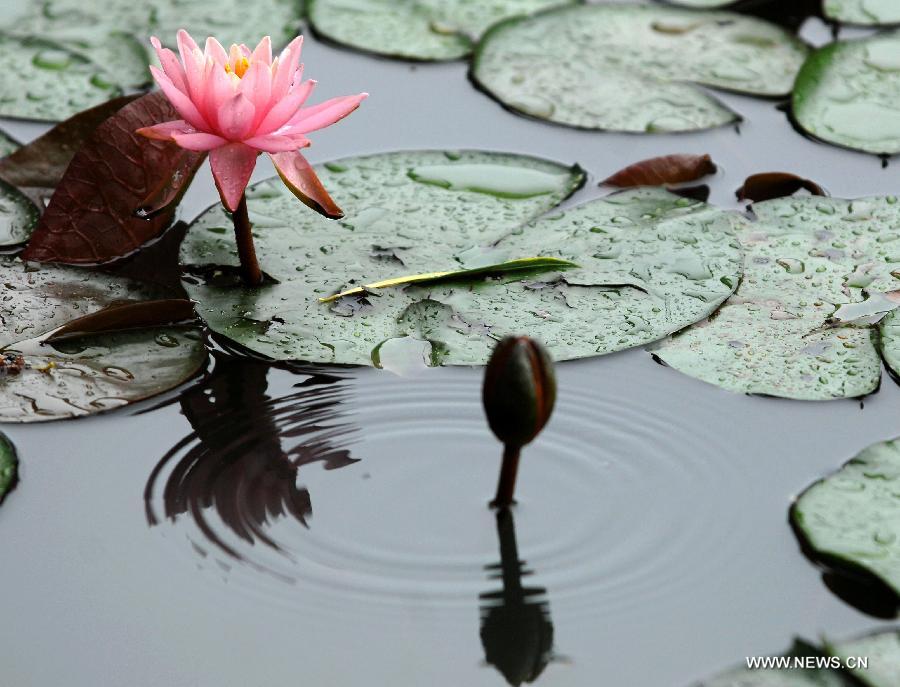 The lotus is seen at a park in Xi'an, capital of northwest China's Shaanxi Province, July 4, 2012