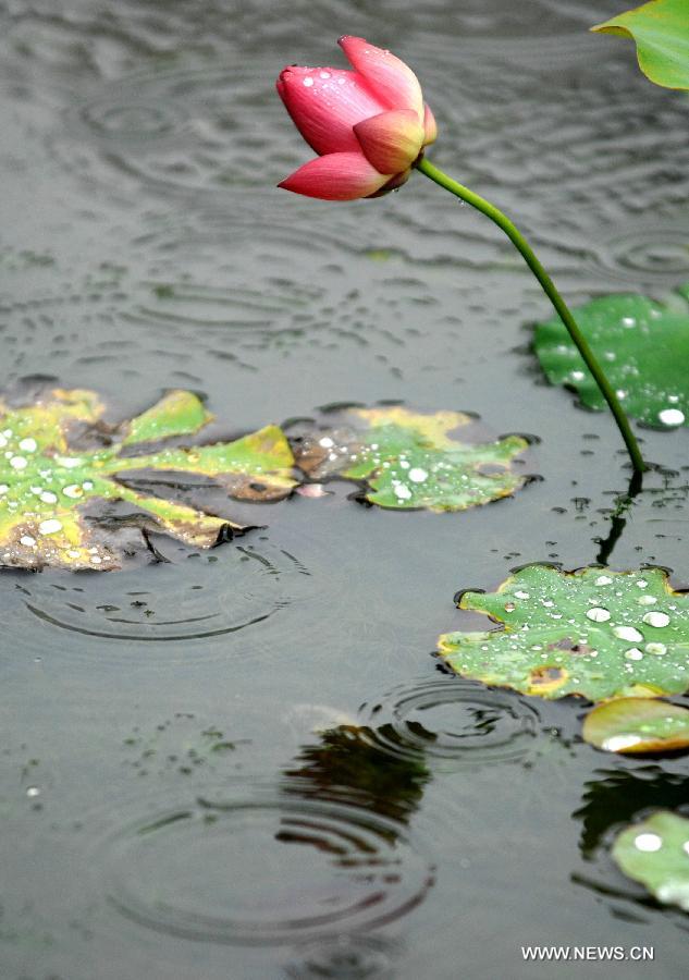 The lotus is seen at a park in Xi'an, capital of northwest China's Shaanxi Province, July 4, 2012