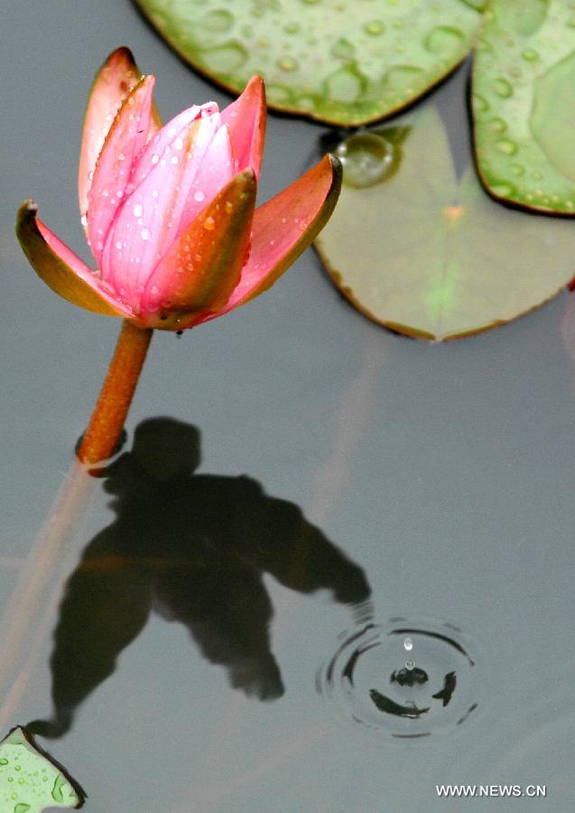 The lotus is seen at a park in Xi'an, capital of northwest China's Shaanxi Province, July 4, 2012