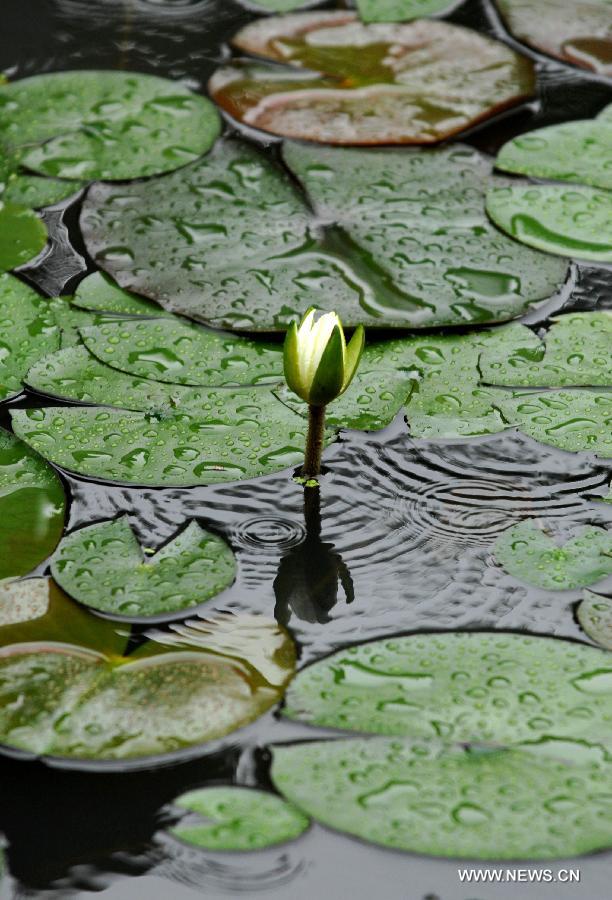 The lotus is seen at a park in Xi'an, capital of northwest China's Shaanxi Province, July 4, 2012