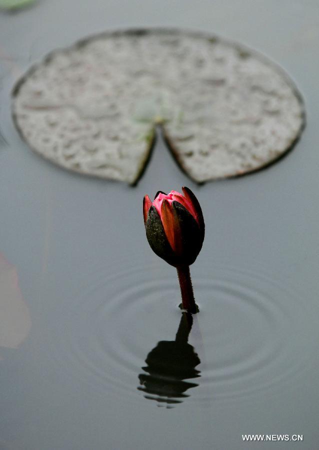 The lotus is seen at a park in Xi'an, capital of northwest China's Shaanxi Province, July 4, 2012