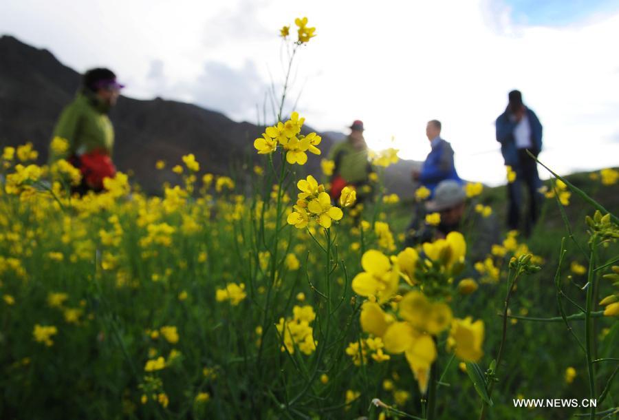 Visitors play in the rapeseed fields in Doilungdeqen County of Lhasa, capital of southwest China's Tibet Autonomous Region, July 4, 2012