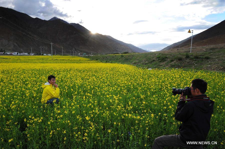 Visitors play in the rapeseed fields in Doilungdeqen County of Lhasa, capital of southwest China's Tibet Autonomous Region, July 4, 2012