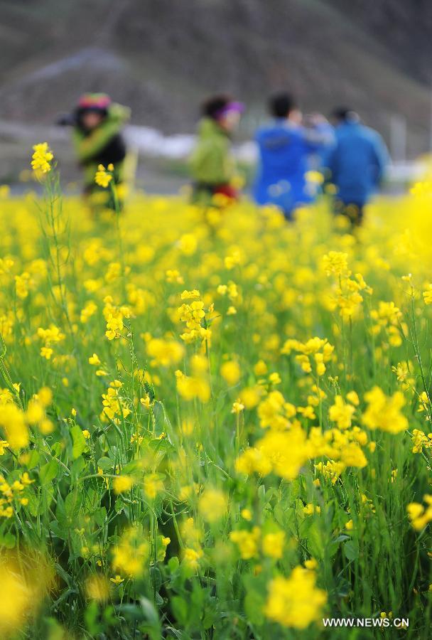 Visitors play in the rapeseed fields in Doilungdeqen County of Lhasa, capital of southwest China's Tibet Autonomous Region, July 4, 2012