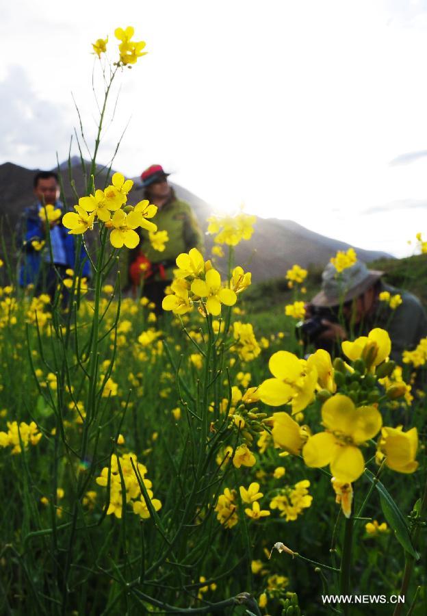 Visitors play in the rapeseed fields in Doilungdeqen County of Lhasa, capital of southwest China's Tibet Autonomous Region, July 4, 2012