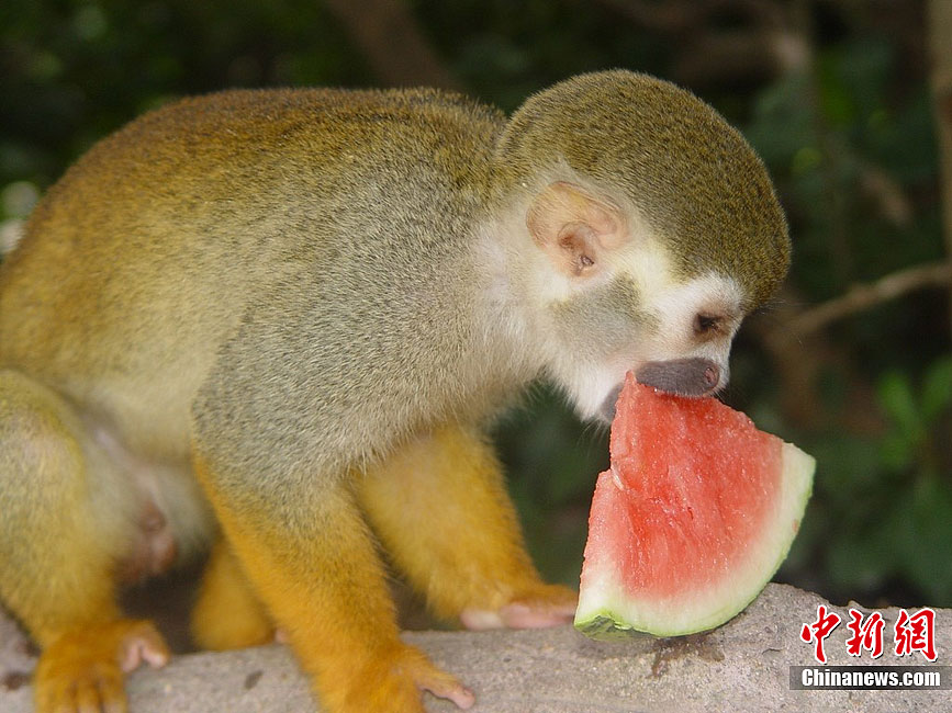 How animals beat summer heat!