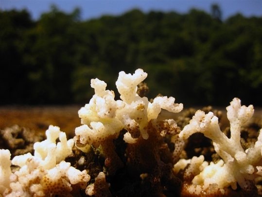 This coral on Panama's Pacific coast was bleached by a 2010 warming event triggered by El Nino. [File photo] 