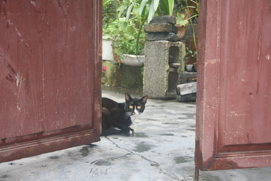 A cat in an ancient house of Qianzhou ancient town [CnDG by Jiao Meng]