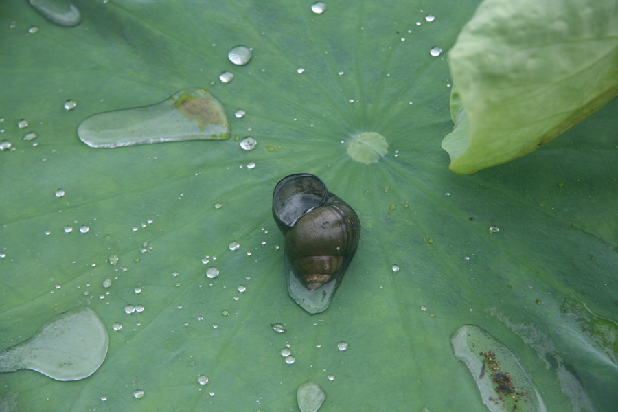 A snail rests on a lotus leaf. [CnDG by Jiao Meng]