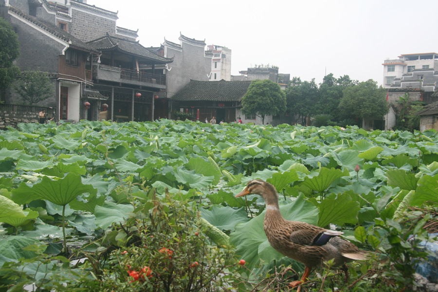 A duck prepares to swim in lotus pond. [CnDG by Jiao Meng]