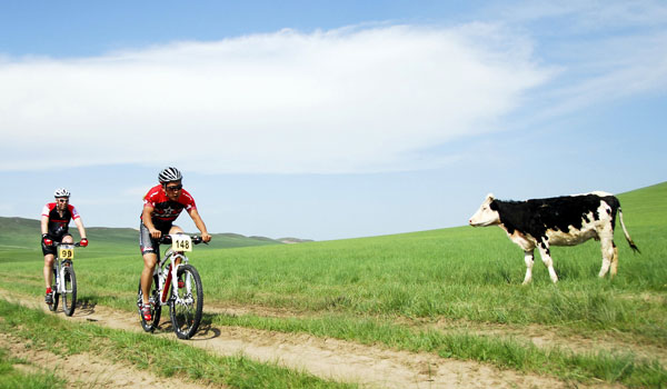 A bovine spectator enjoys watching the Genghis Khan MTB Adventure. [Photo: Grasslandextrememarathon.com]