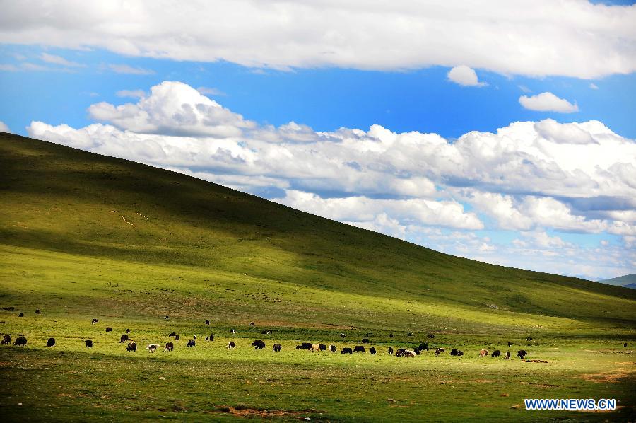 Photo taken on July 6, 2012 shows the magnificent scenery of Qiangtang Grassland in Nagqu, southwest China's Tibet Autonomous Region. The magnificent scenery of Nagqu area in July attracts quite a lot of tourists. 