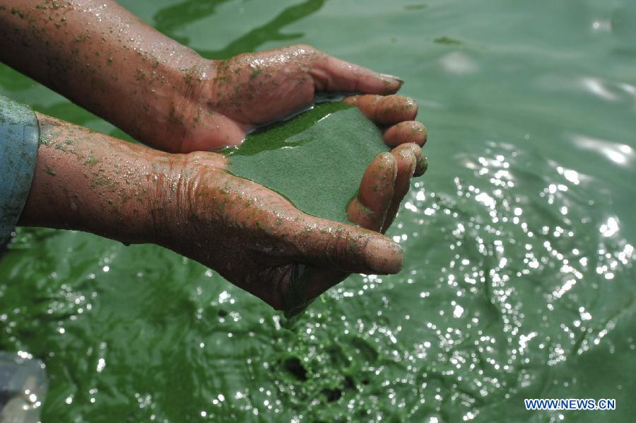 #CHINA-ANHUI-CHAOHU LAKE-BLUE-GREEN ALGAE (CN) 