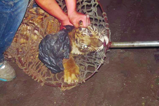 A tiger cub broke into a resident's kitchen in Anhui Province's Huaibei City on the early morning of July 5. It was then captured and sent to a local zoo. [Anhuinews.com]