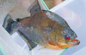 A fish caught by Zhang Kaibo in the Liujiang River in Liuzhou, Guangxi Zhuang autonomous region, on Saturday. [China Daily] 