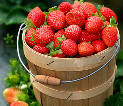 A study finds that strawberries are extremely effective at preventing the development of heart disease and diabetes. [File photo]