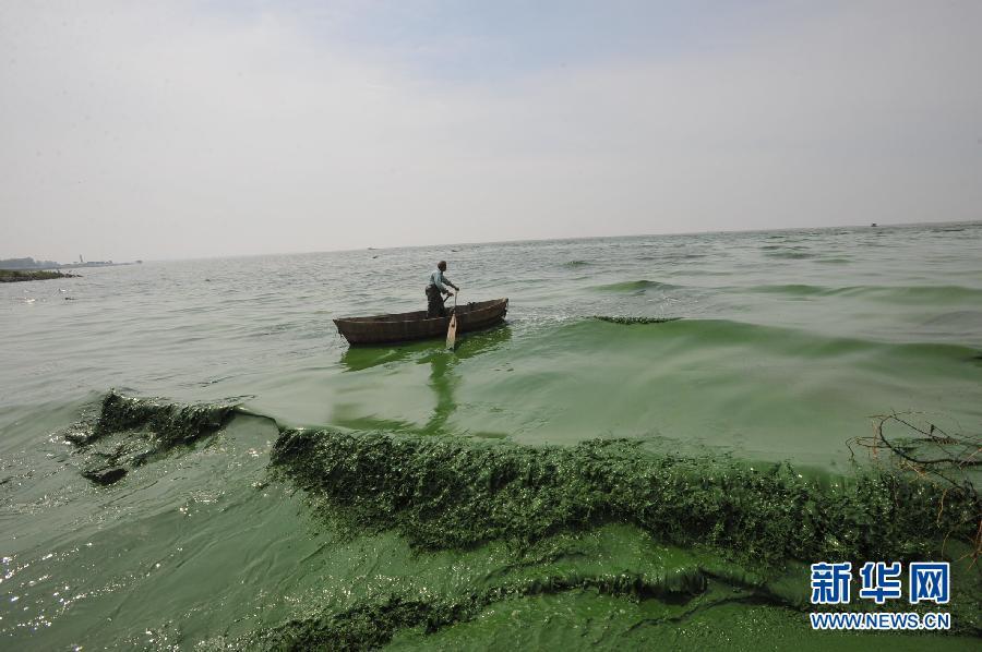 A fisherman paddles in the water of the Chaohu Lake, east China's Anhui Province, July 8, 2012. Blue-green algae gathered in Chaohu Lake recently due to the rising temperature. [Xinhua]
