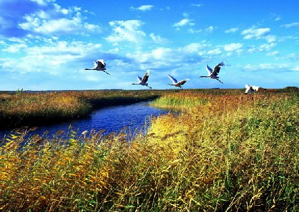 Xianghai National Nature Reserve, one of the 'top 10 attractions in Jilin' by China.org.cn.