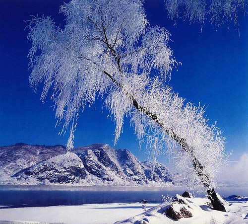 Rime in Jilin, one of the 'top 10 attractions in Jilin' by China.org.cn.