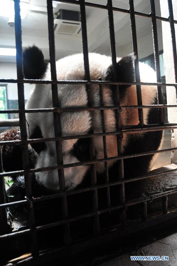 Animals enjoy summer at Hangzhou Zoo