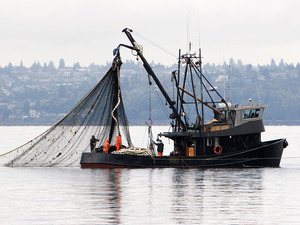 30 percent of all assessed marine stocks are over-exploited in 2009, according to a report released by UN Food and Agriculture Organization. [File photo]