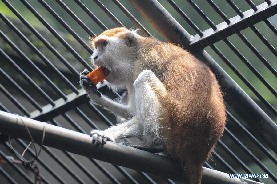 A monkey eats fruit at Hangzhou Zoo in Hangzhou, capital of east China's Zhejiang Province, July 9, 2012. A variety of measures, including setting up water sprayer, providing cold drinks and fruits, were taken to help animals pass the hot summer at Hangzhou Zoo. [Xinhua]