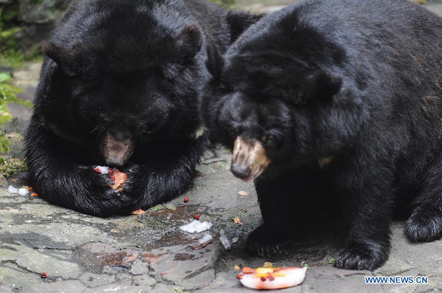 Two black bears eat frozen fruits to cool themselves at Hangzhou Zoo in Hangzhou, capital of east China's Zhejiang Province, July 9, 2012. A variety of measures, including setting up water sprayer, providing cold drinks and fruits, were taken to help animals pass the hot summer at Hangzhou Zoo.