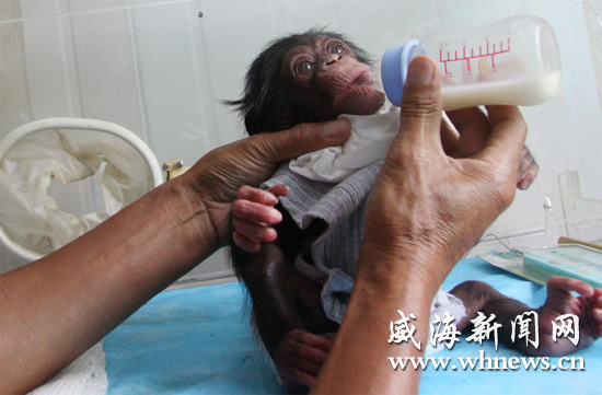 Chimpanzee gives birth to a baby in Weihai wildlife park