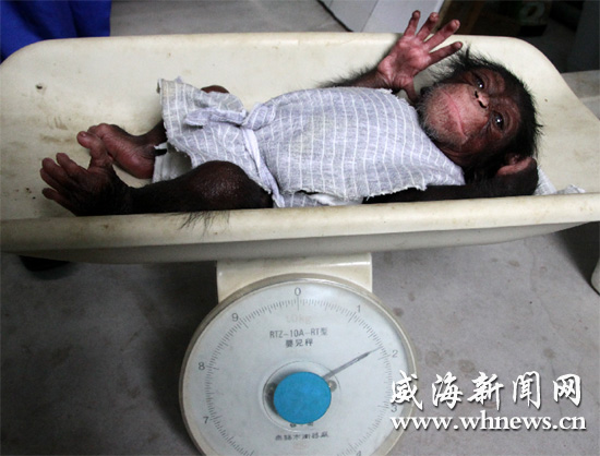 Chimpanzee gives birth to a baby in Weihai wildlife park