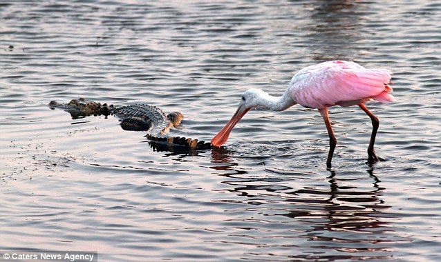 American photographer Phil Lanoue captured a fascinating scene in South Carolina: a spoonbill pecks at an alligator in a marsh pond in Huntington Beach State Park. [sina.com]