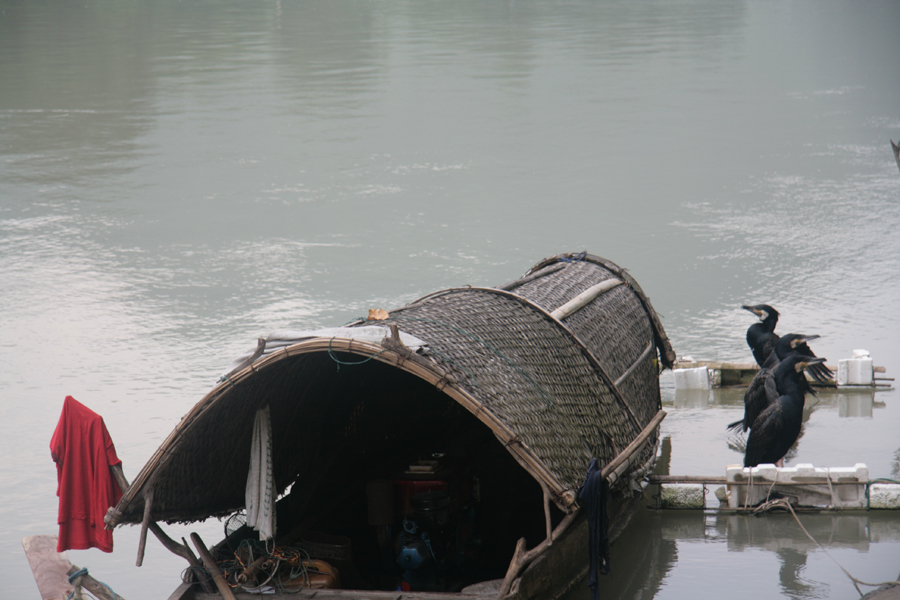 Cormorants that help fishermen catch fish wait in line. [CnDG by Jiao Meng]