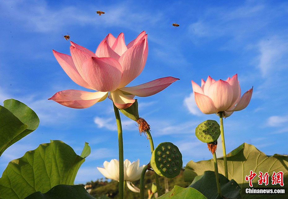 Photo taken on July 4, 2012 shows the lotus in Gexiang town, Guangchang County, east China's Jiangxi Province. [Chinanews]