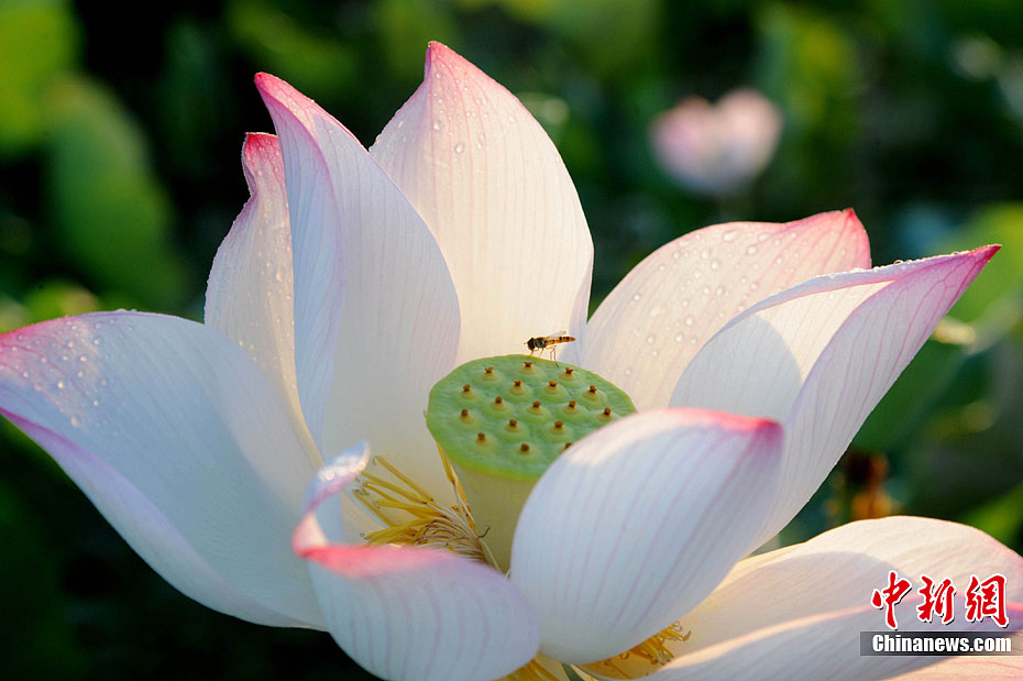 Photo taken on July 4, 2012 shows the lotus in Gexiang town, Guangchang County, east China's Jiangxi Province. [Chinanews]