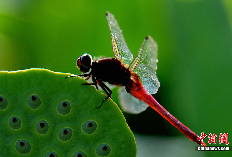 Photo taken on July 4, 2012 shows the lotus in Gexiang town, Guangchang County, east China's Jiangxi Province. [Chinanews]