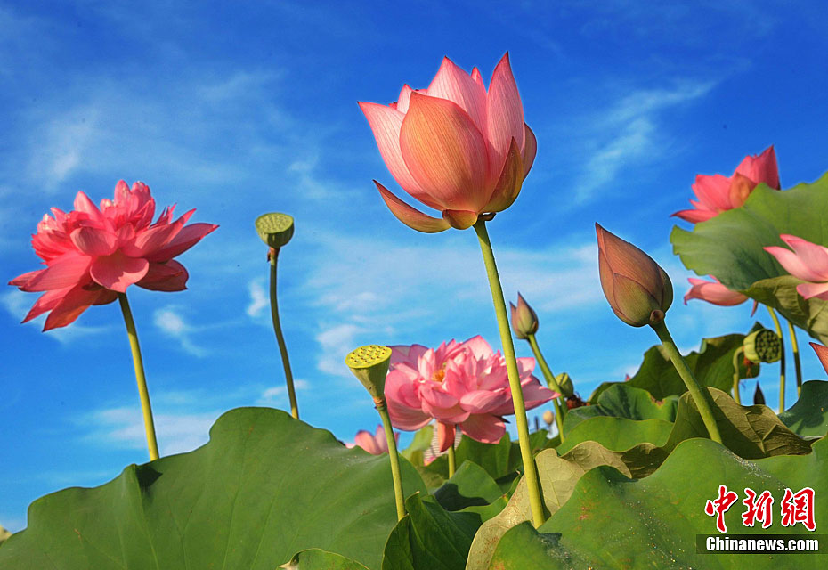 Photo taken on July 4, 2012 shows the lotus in Gexiang town, Guangchang County, east China's Jiangxi Province. [Chinanews]