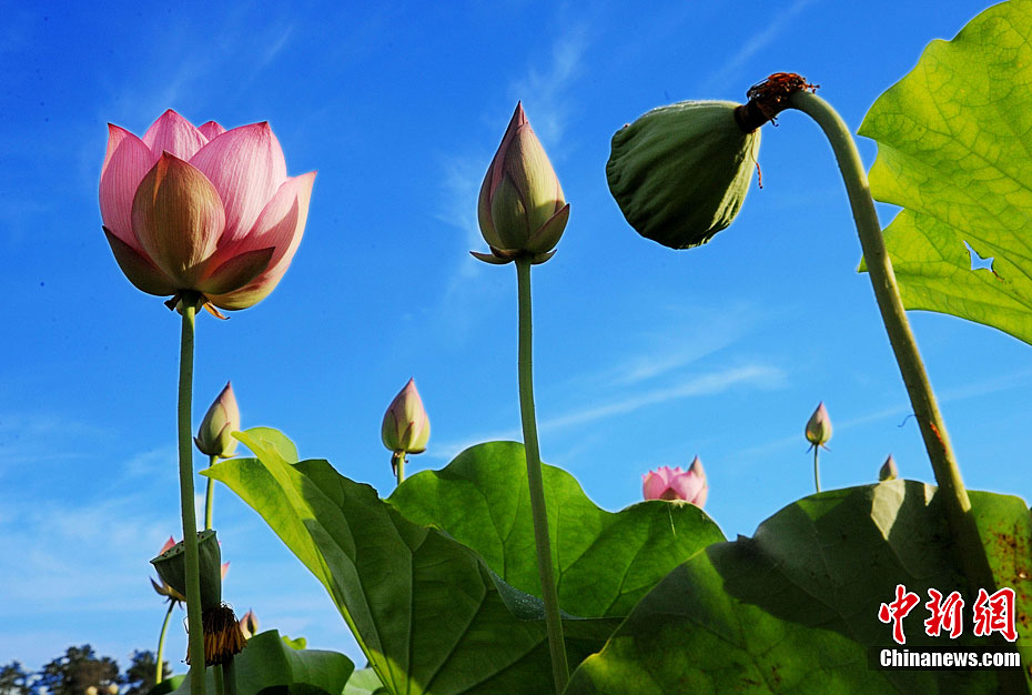 Photo taken on July 4, 2012 shows the lotus in Gexiang town, Guangchang County, east China's Jiangxi Province. [Chinanews]