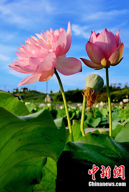 Photo taken on July 4, 2012 shows the lotus in Gexiang town, Guangchang County, east China's Jiangxi Province. [Chinanews]