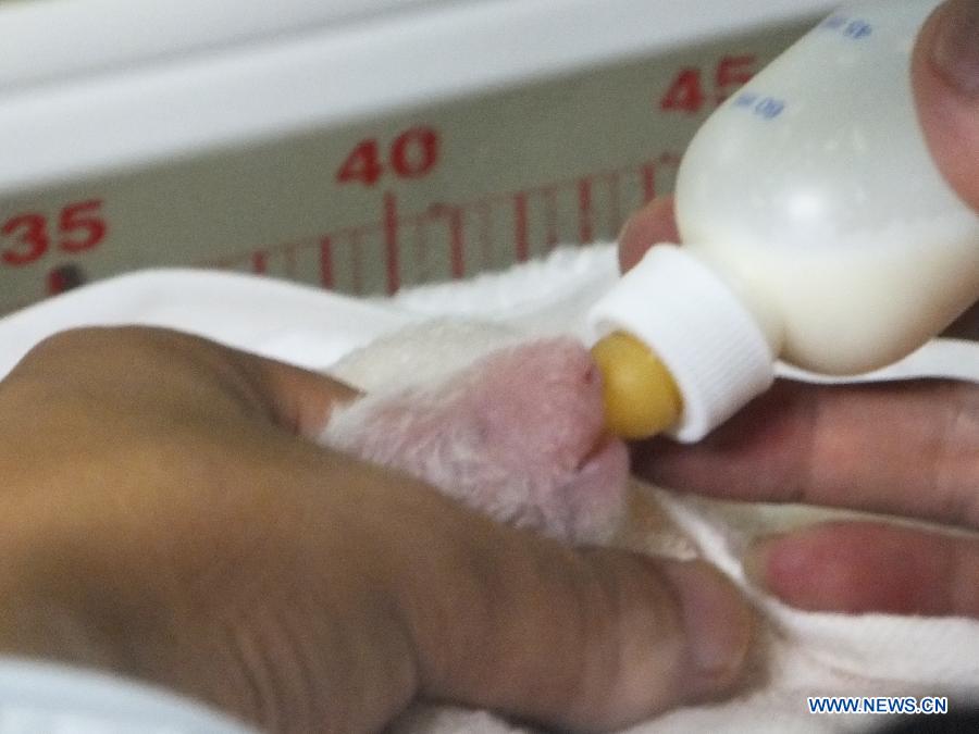 Photo taken on July 7, 2012 and released by the Ueno Zoological Park Society on July 11, 2012 shows that a male baby giant panda is fed in an incubator at the Ueno Zoo in Tokyo, Japan.