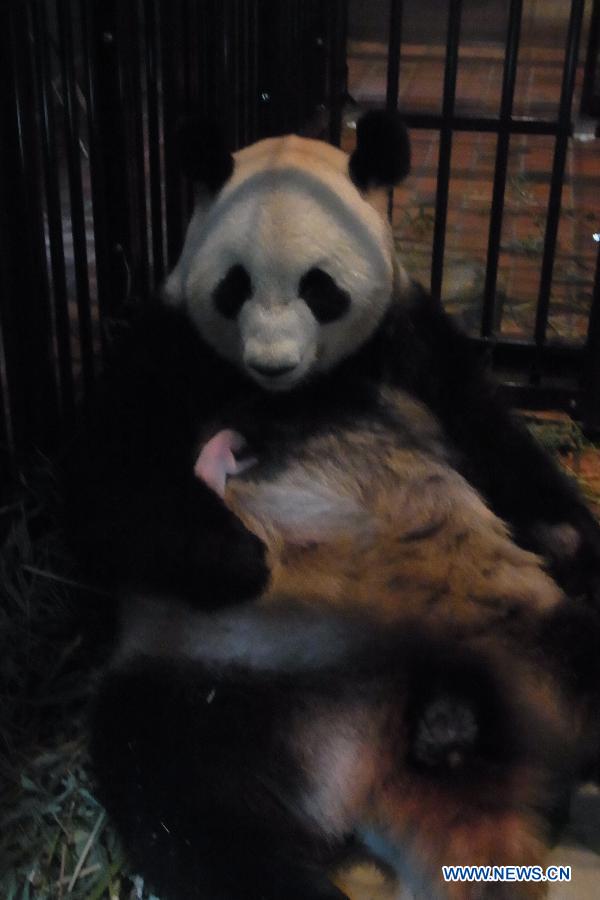 Photo taken on July 6, 2012 and released by the Ueno Zoological Park Society on July 11, 2012 shows that Shin Shin, a 7-year-old giant panda, cuddles her male baby giant panda at the Ueno Zoo in Tokyo, Japan.