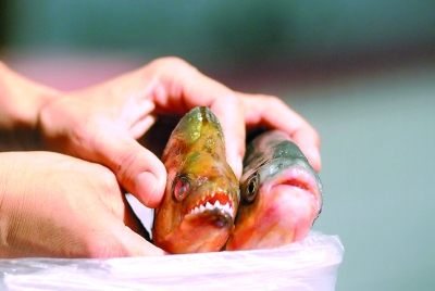 During a piranha attack last weekend, a man surnamed Zhang suffered injuries to the palms of his hands while giving his dog a bath in the Liujiang River.