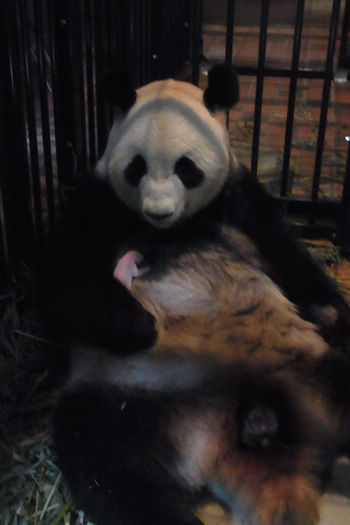 Tokyo zoo mourns panda cub