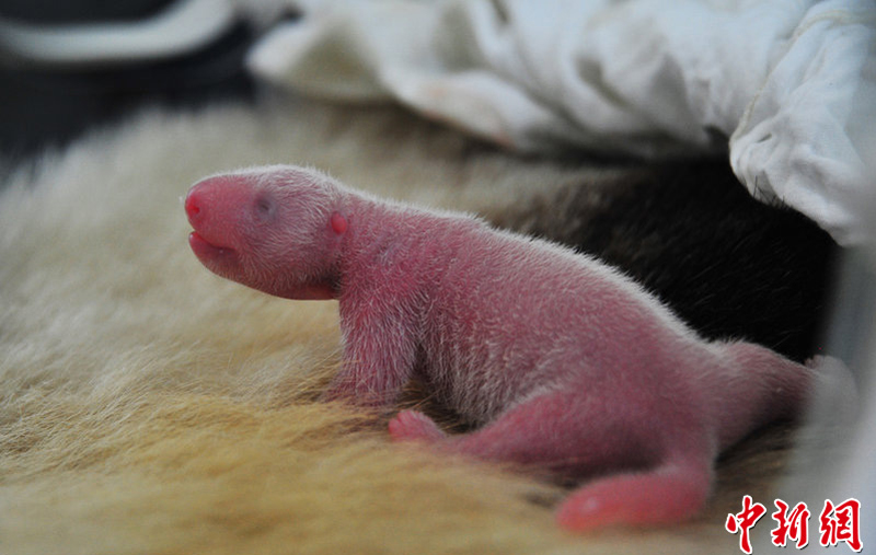 Panda Xi Mei gave birth to the cubs at 4:47 a.m. Wednesday in Sichuan Province, according to the China Conservation and Research Center for the Giant Panda in Wolong.