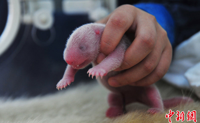Panda Xi Mei gave birth to the cubs at 4:47 a.m. Wednesday in Sichuan Province, according to the China Conservation and Research Center for the Giant Panda in Wolong.